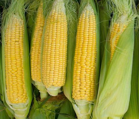 Fresh Corn